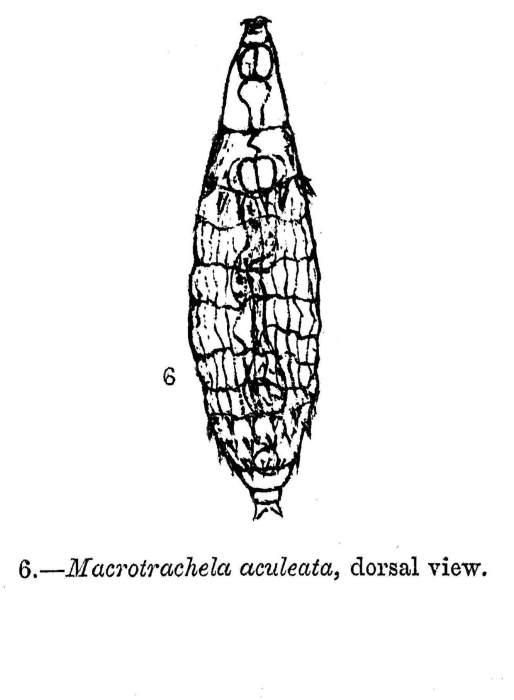 Macrotrachela aculeata - Original description image