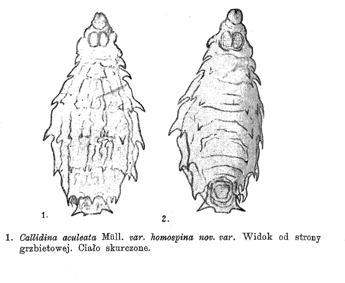 Macrotrachela aculeata homospina - Original description image