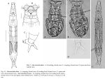 Macrotrachela allani