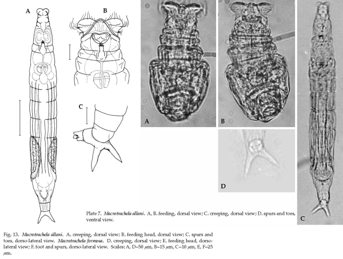 Macrotrachela allani Macrotrachela allani