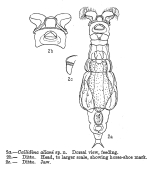 Macrotrachela allani