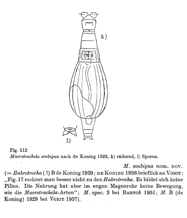Macrotrachela ambigua - Original description image