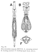 Macrotrachela angusta