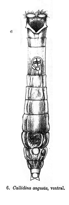 Macrotrachela angusta Macrotrachela angusta
