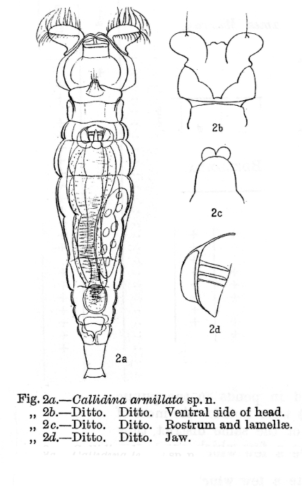 Macrotrachela armillata - Original description image