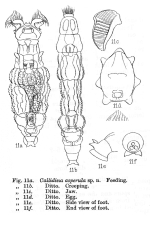 Macrotrachela asperula - Original description image