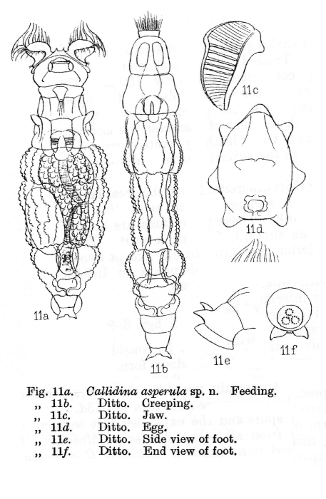 Macrotrachela asperula - Original description image