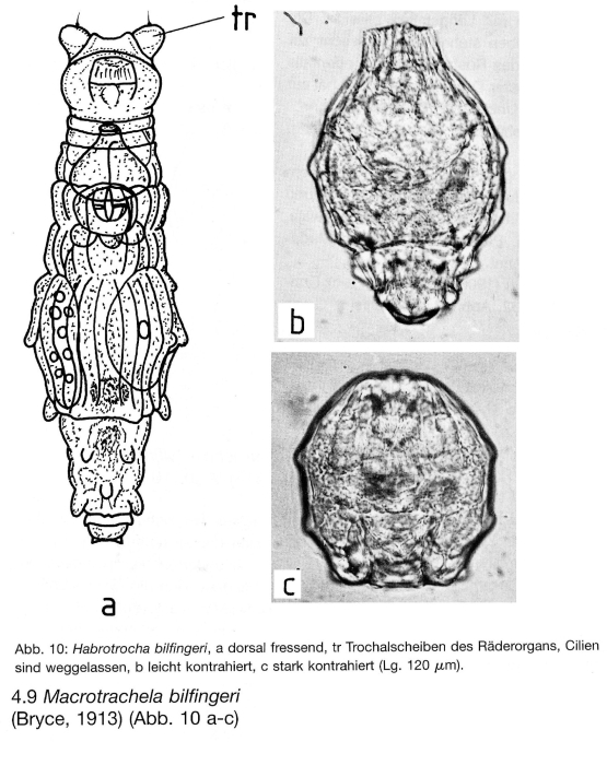 Macrotrachela bilfingeri Macrotrachela bilfingeri