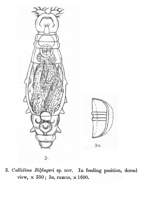 Macrotrachela bilfingeri - Original description image