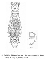 Macrotrachela bilfingeri
