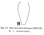 Macrotrachela bilfingeri f. atuberculata
