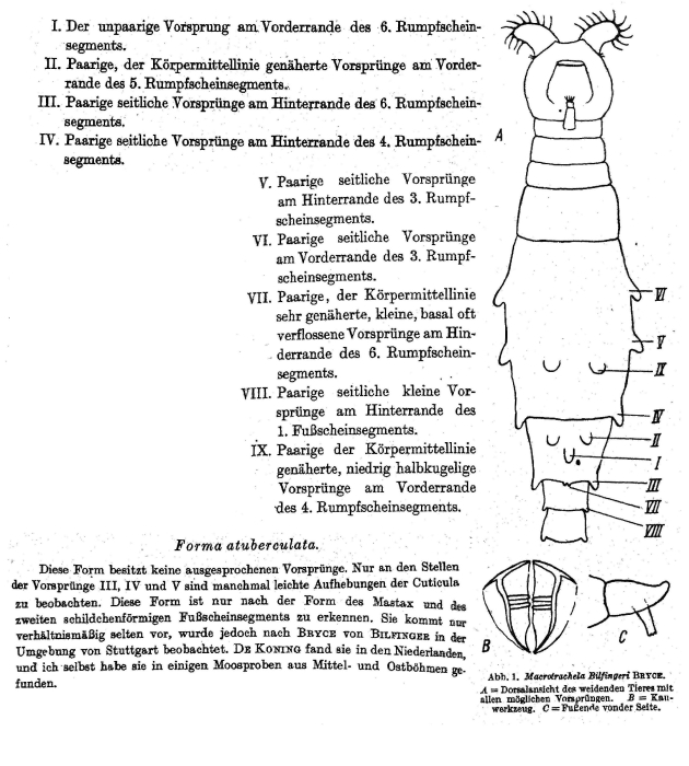 Macrotrachela bilfingeri f. atuberculata Macrotrachela bilfingeri f. atuberculata