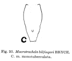 Macrotrachela bilfingeri f. monotuberculata