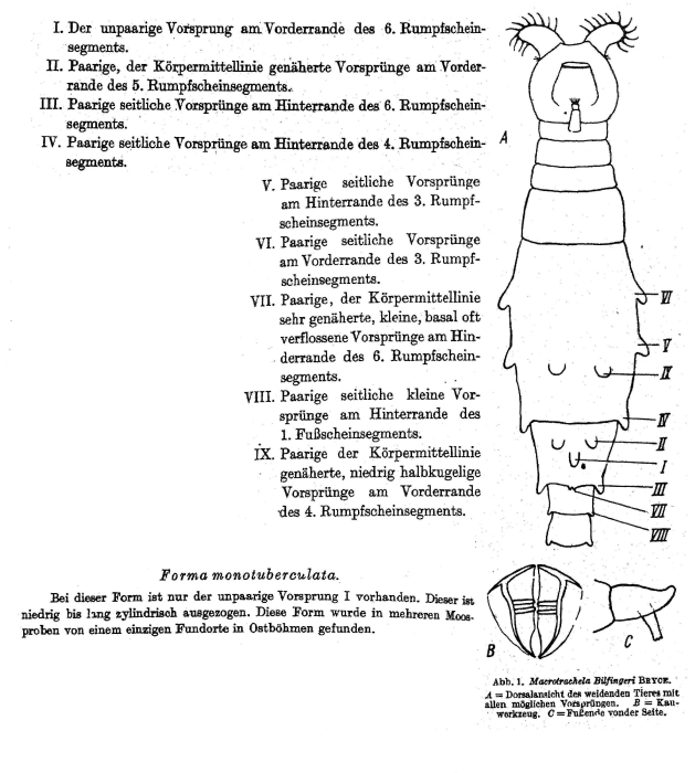 Macrotrachela bilfingeri f. monotuberculata - Original description image