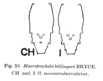 Macrotrachela bilfingeri f. novemtuberculata