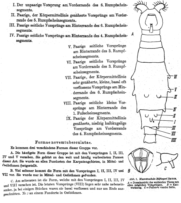 Macrotrachela bilfingeri f. novemtuberculata - Original description image