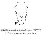 Macrotrachela bilfingeri f. quindecimtuberculata
