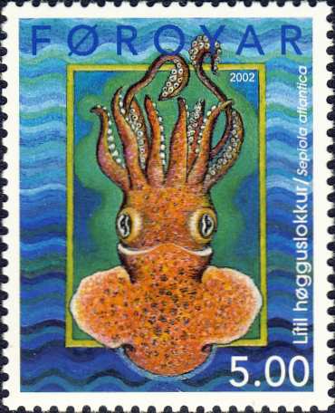 Sepiola atlantica Sepiola atlantica