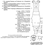 Macrotrachela bilfingeri f. quindecimtuberculata - Original description image