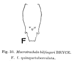Macrotrachela bilfingeri f. quinquetuberculata