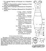 Macrotrachela bilfingeri f. quinquetuberculata - Original description image