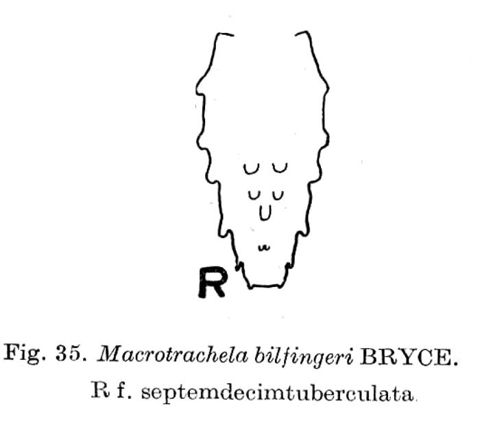 Macrotrachela bilfingeri f. septemdecimtuberculata Macrotrachela bilfingeri f. septemdecimtuberculata