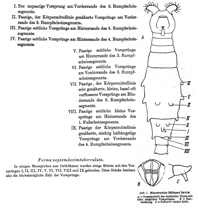 Macrotrachela bilfingeri f. septemdecimtuberculata Macrotrachela bilfingeri f. septemdecimtuberculata