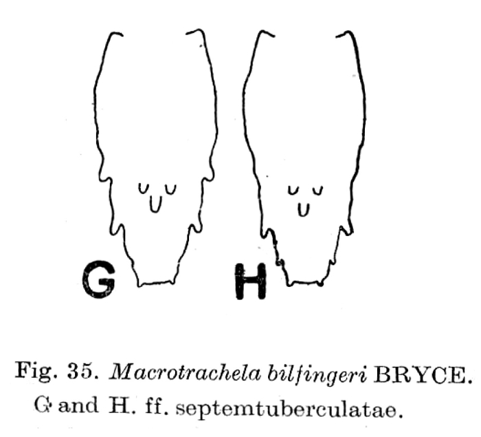 Macrotrachela bilfingeri f. septemtuberculata Macrotrachela bilfingeri f. septemtuberculata