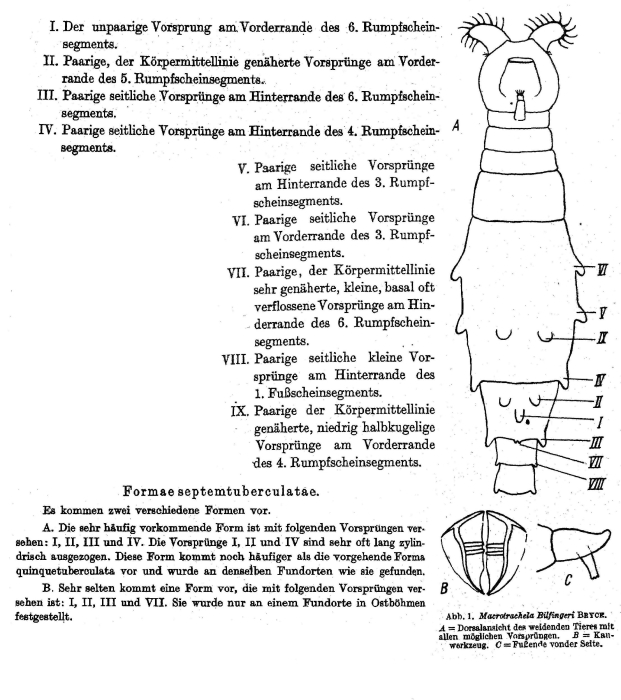 Macrotrachela bilfingeri f. septemtuberculata - Original description image