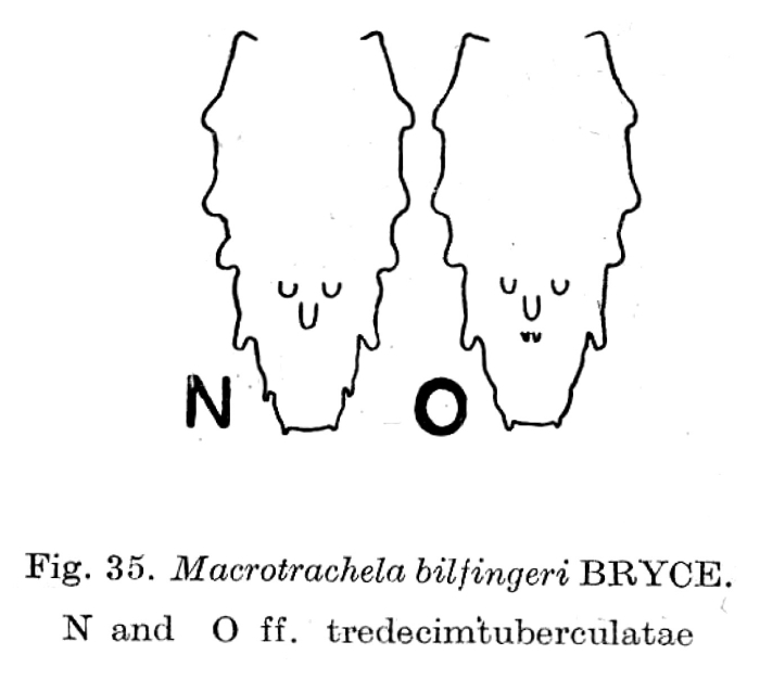 Macrotrachela bilfingeri f. tredecimtuberculata Macrotrachela bilfingeri f. tredecimtuberculata