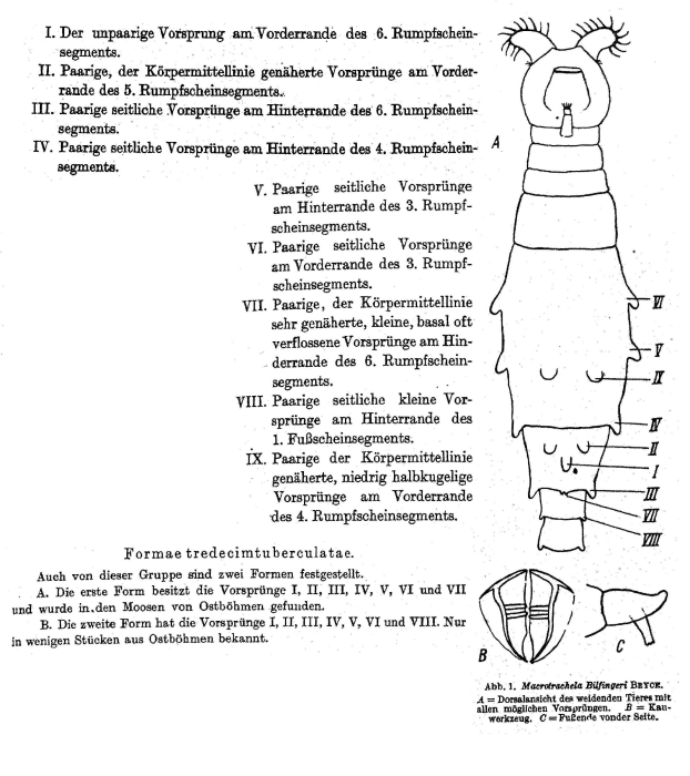 Macrotrachela bilfingeri f. tredecimtuberculata - Original description image