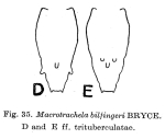Macrotrachela bilfingeri f. trituberculata