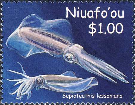 Sepioteuthis lessoniana