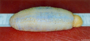 Thyone fusus (O.F. Mler, 1776)