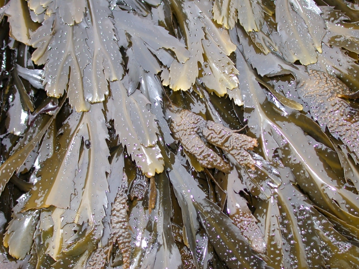 Fucus serratus Linnaeus, 1753