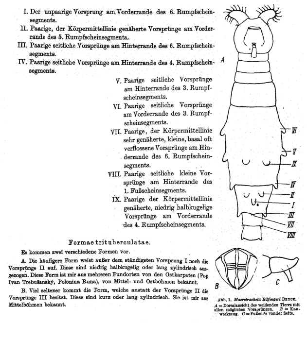 Macrotrachela bilfingeri f. trituberculata - Original description image
