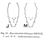 Macrotrachela bilfingeri f. undecimtuberculata