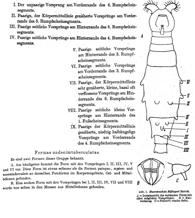 Macrotrachela bilfingeri f. undecimtuberculata - Original description image