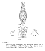 Macrotrachela brachysoma