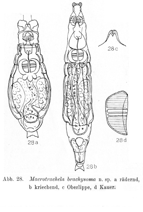 Macrotrachela brachysoma - Original description image