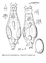Macrotrachela brevilabris - Original description image