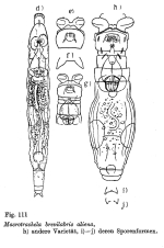 Macrotrachela brevilabris aliena