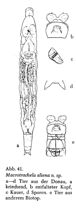 Macrotrachela brevilabris aliena - Original description image