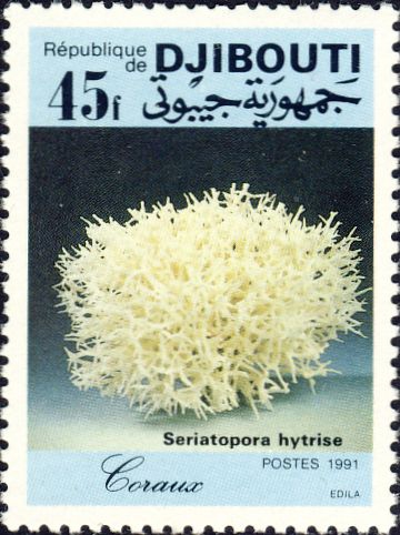 Seriatopora hystrix Seriatopora hystrix