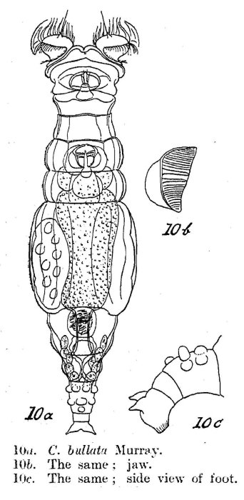 Macrotrachela bullata Macrotrachela bullata