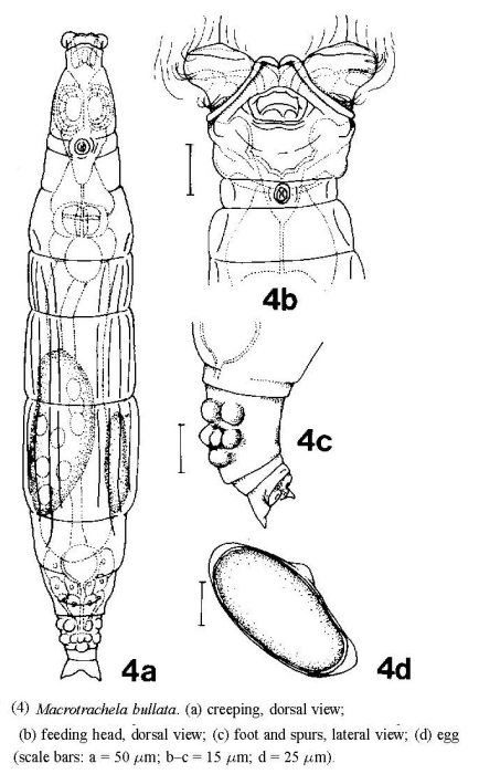 Macrotrachela bullata Macrotrachela bullata