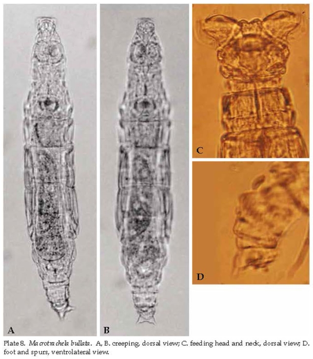 Macrotrachela bullata Macrotrachela bullata