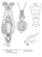 Macrotrachela bullata - Original description image