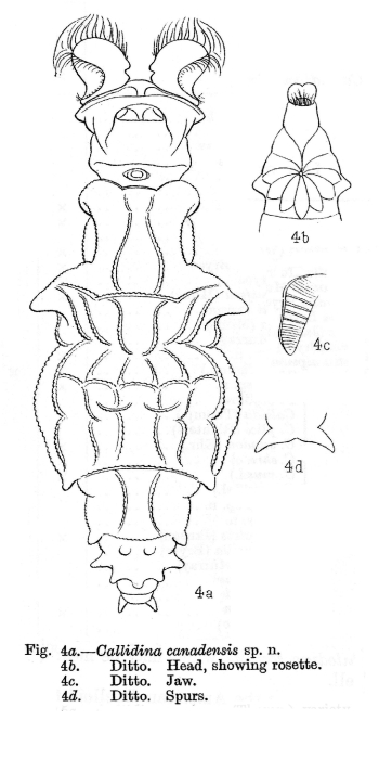 Macrotrachela canadensis - Original description image