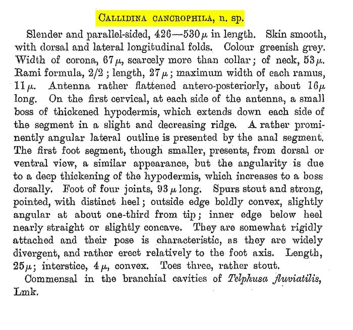 Macrotrachela cancrophila - Original description image